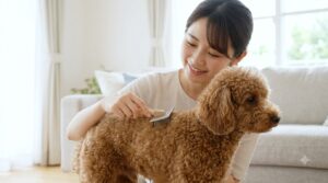 Cách giữ màu lông cho Poodle và những lưu ý khi tắm sấy