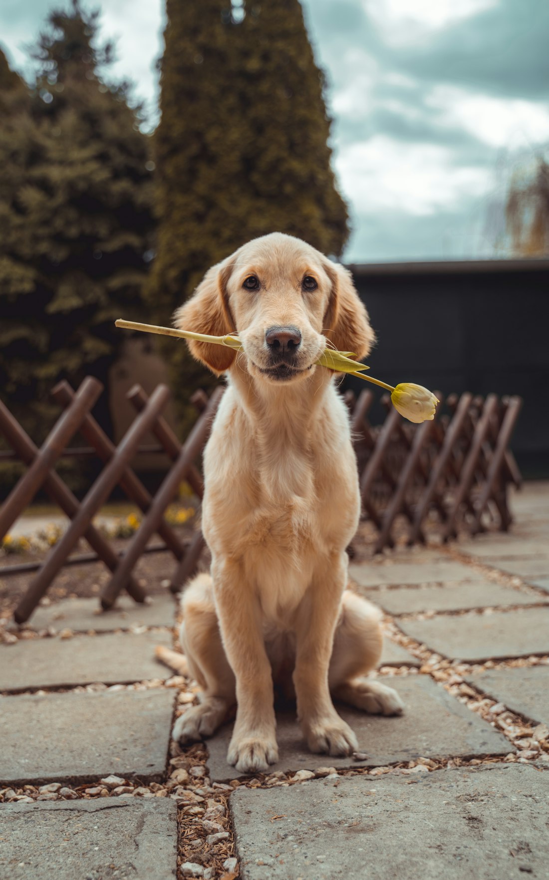 Cẩm nang thú cưng & cây cảnh 1 Chó Golden Retriever ngồi ngoài sân, ngậm một cành hoa