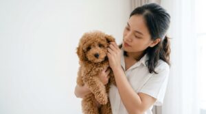 Kinh nghiệm nuôi poodle hữu ích giúp người mới tránh sai lầm