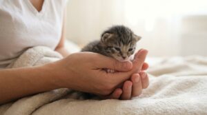 Phương pháp ủ ấm bảo vệ mèo con khỏi nguy cơ tụt thân nhiệt
