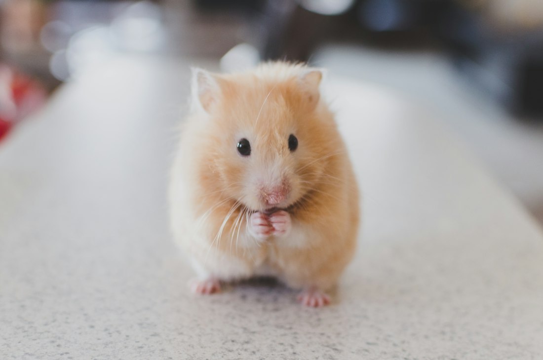 Hamster nhỏ với bộ lông trắng và vàng nhạt