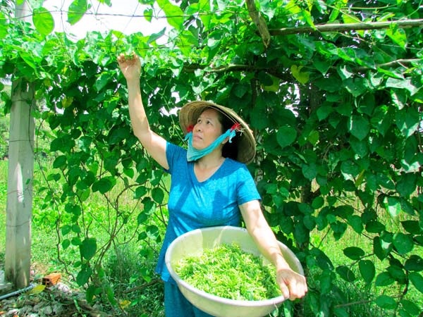 BÀI THUỐC CHỮA BỆNH TRĨ TỪ MỘT SỐ CÂY TỰ NHIÊN
